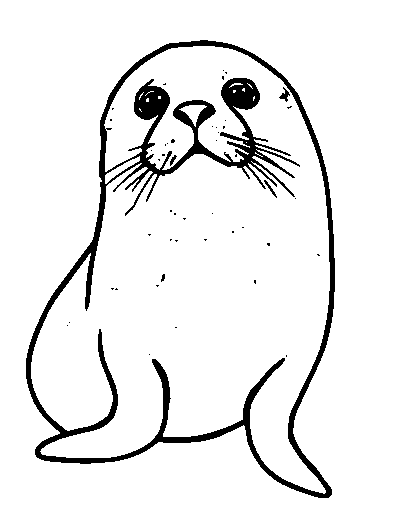 Harp Seal