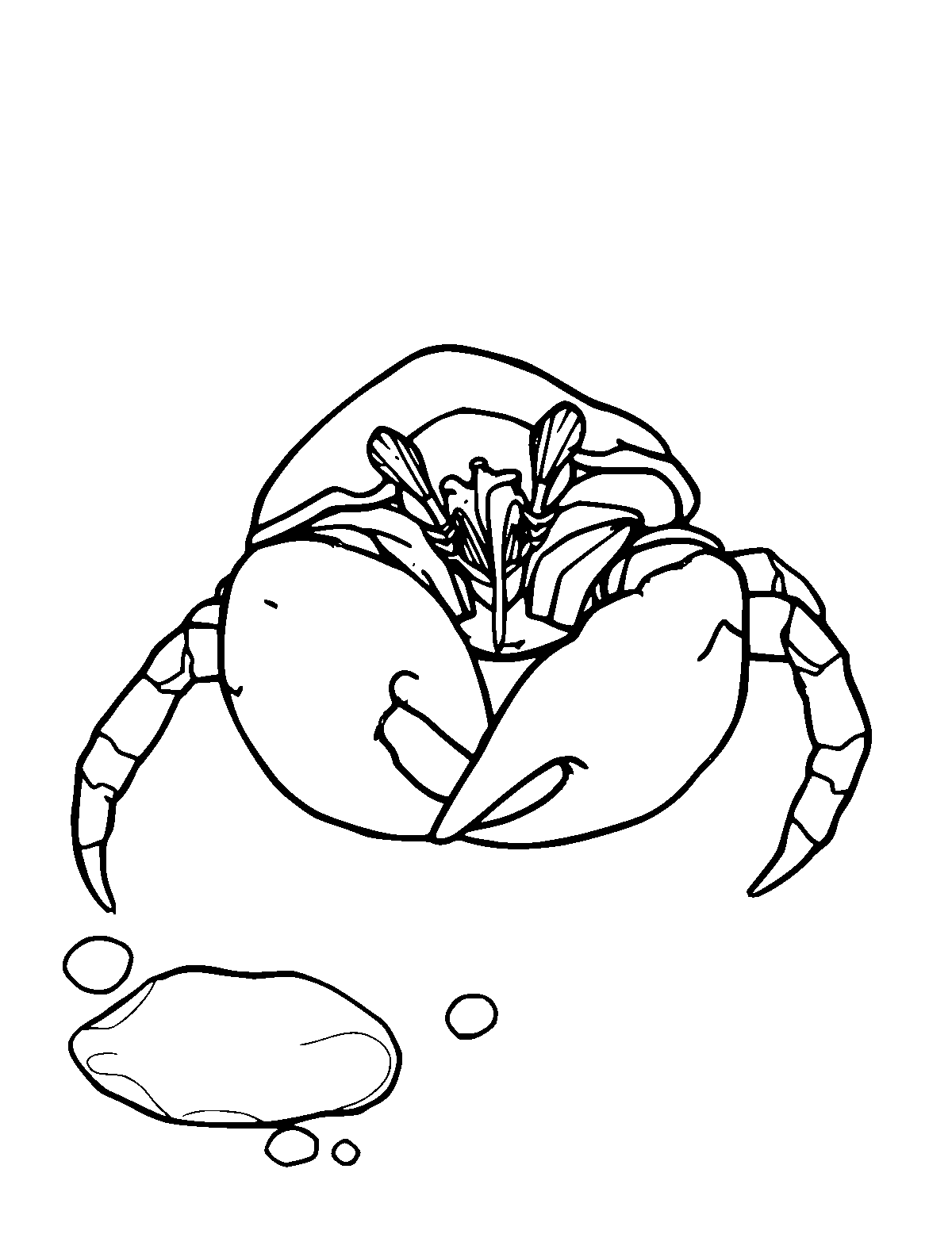 Line-art coloring page of Hermit Crab, medium outlines, centered