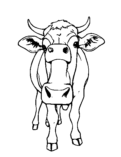 Holstein Cow