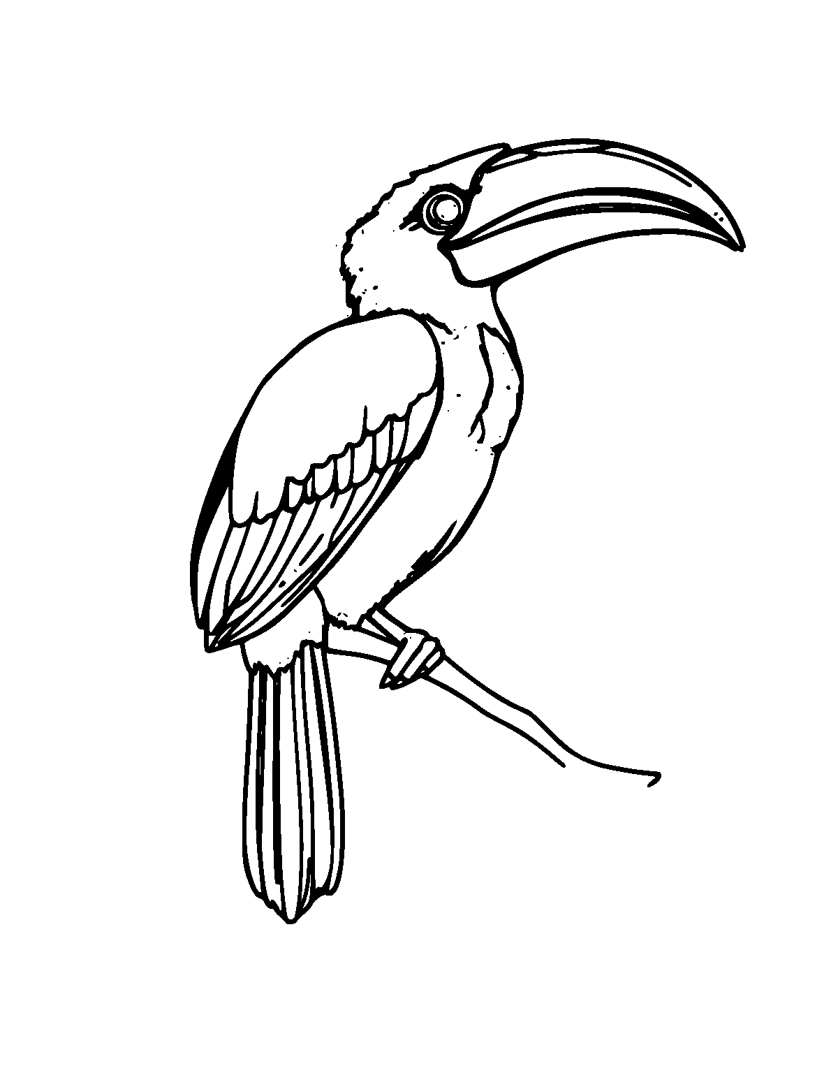 Line-art coloring page of Hornbill, medium outlines, centered