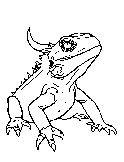 Horned Lizard
