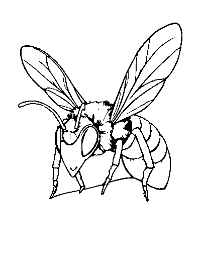 Hornet