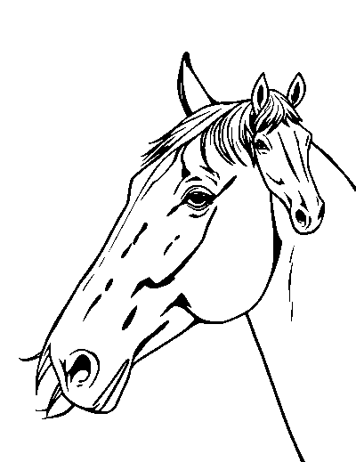 Horse