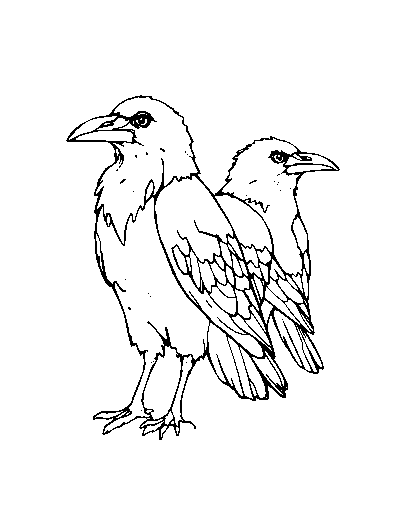 Huginn and Muninn the Ravens