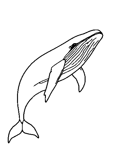 Humpback Whale