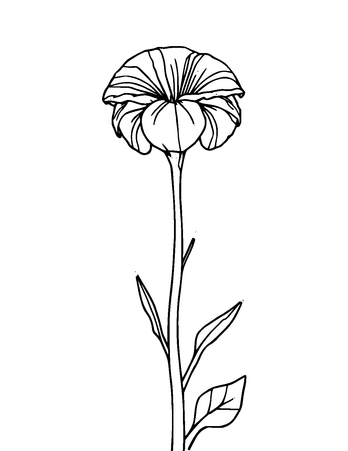 Line-art coloring page of Hypatia, medium outlines, centered