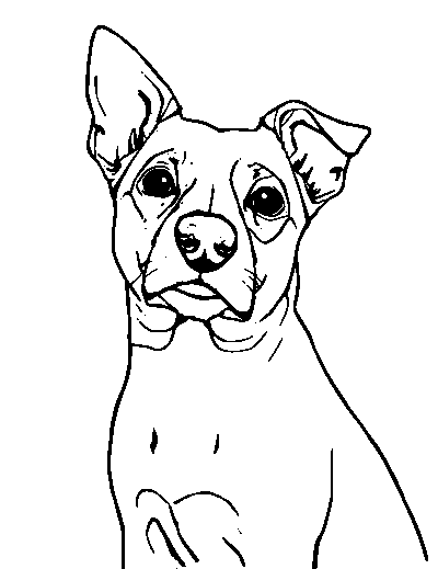 Jack Russell Terrier