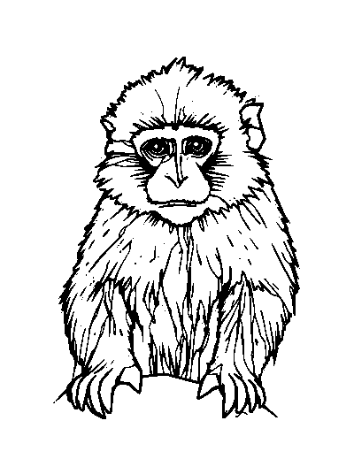 Japanese Macaque