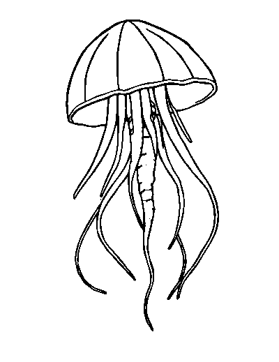 Jellyfish
