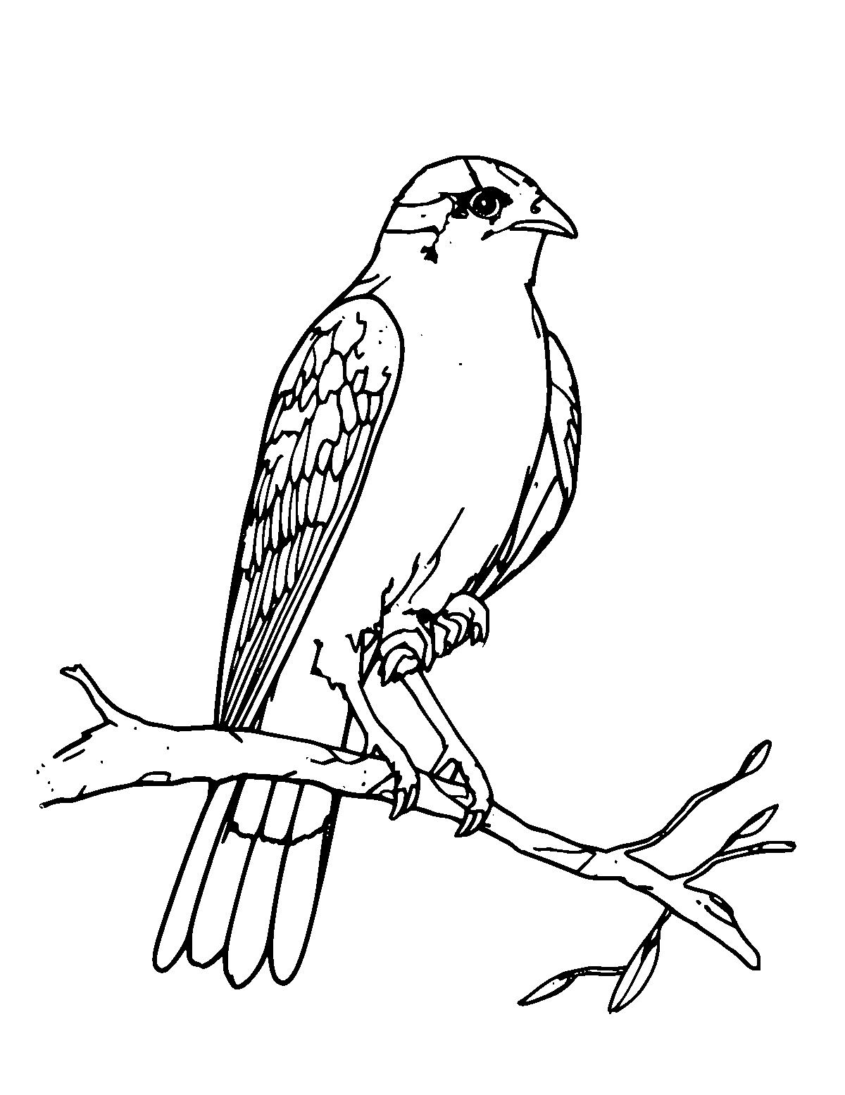 Line-art coloring page of Kestrel, medium outlines, centered