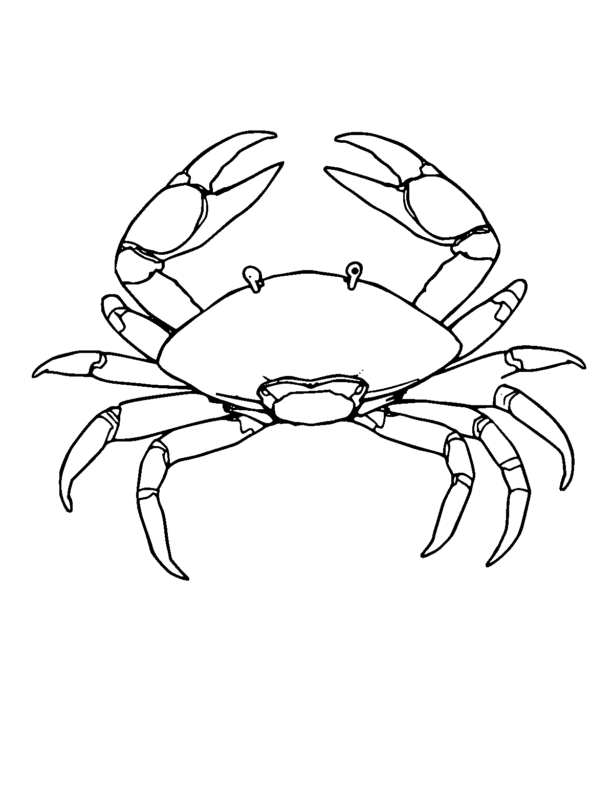 Line-art coloring page of King Crab, medium outlines, centered