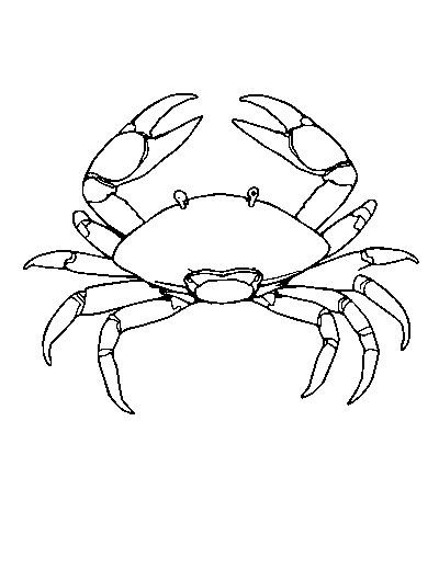 King Crab