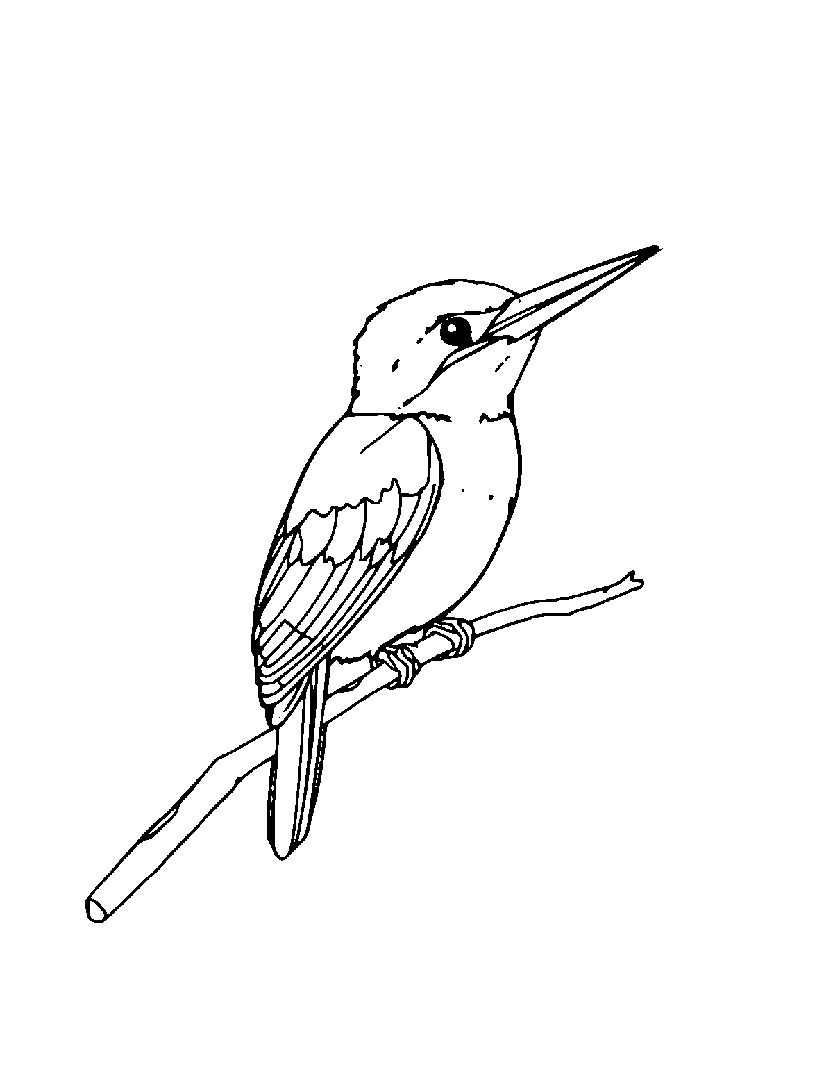 Line-art coloring page of Kingfisher, medium outlines, centered