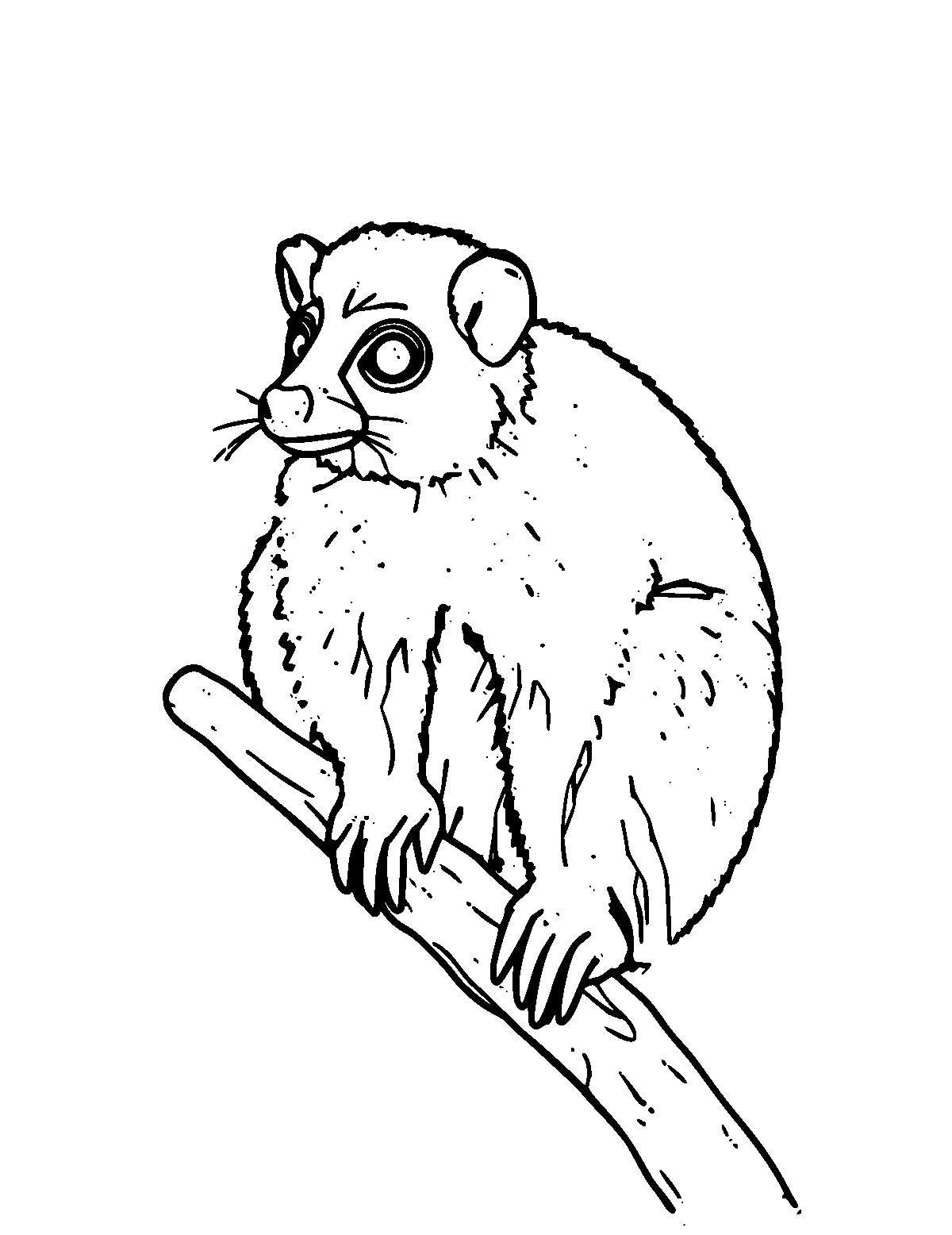 Line-art coloring page of Kinkajou, medium outlines, centered