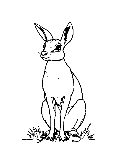 Klipspringer