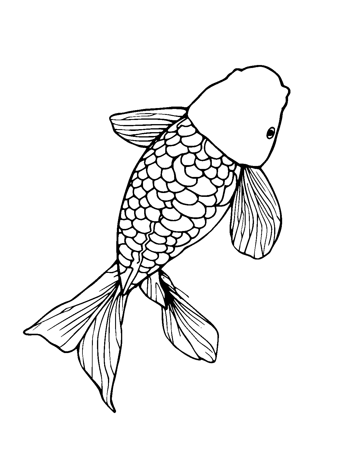 Line-art coloring page of Koi Fish, medium outlines, centered