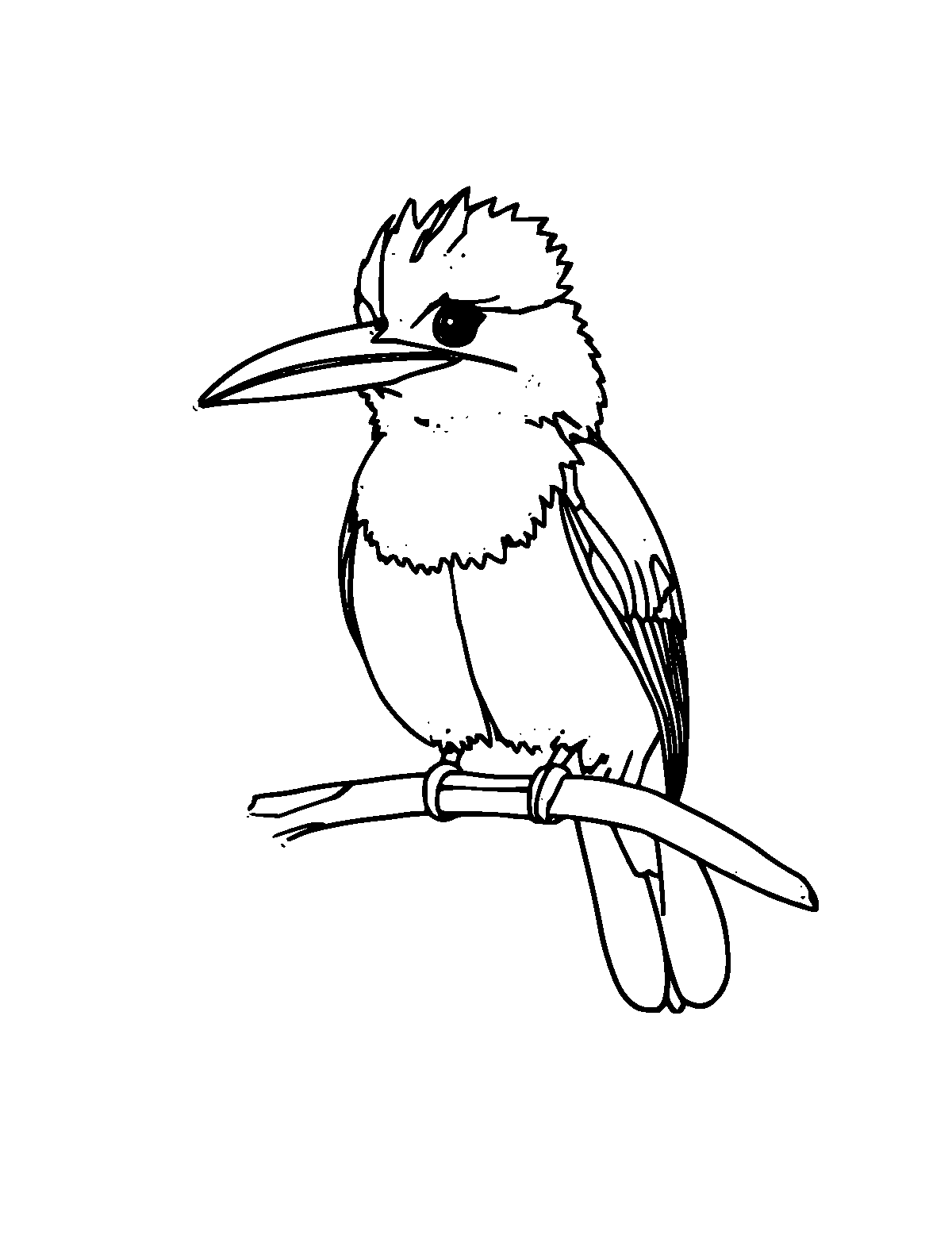 Line-art coloring page of Kookaburra, medium outlines, centered