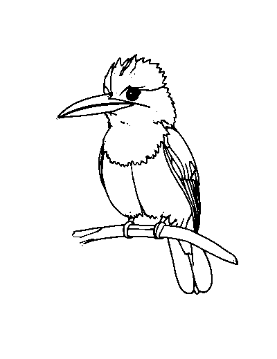 Kookaburra