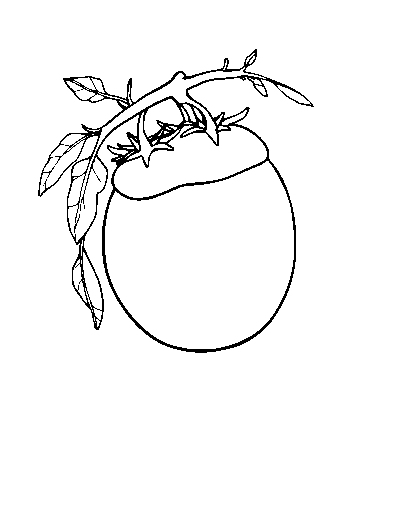 La Tomatina