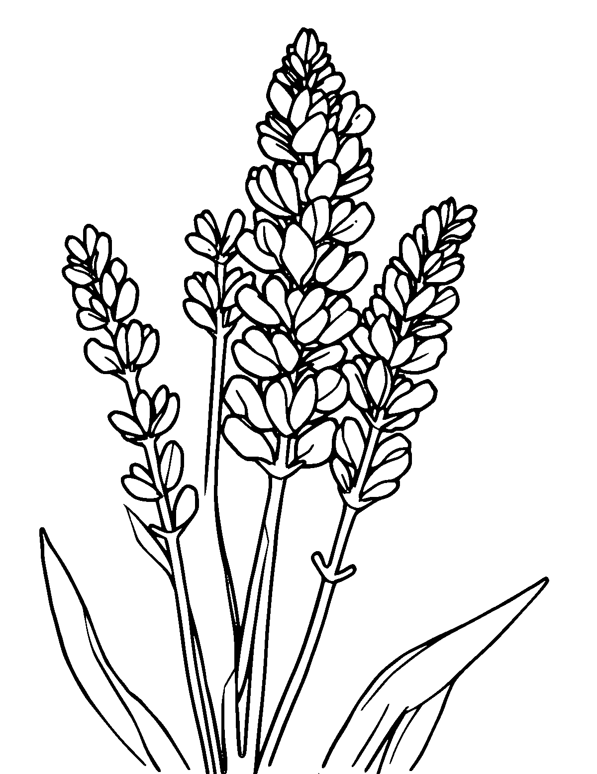 Line-art coloring page of Lavender, medium outlines, centered
