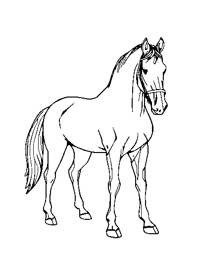 Lipizzaner Horse