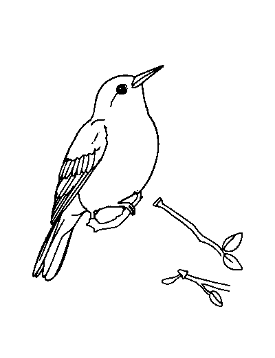 Lovebird