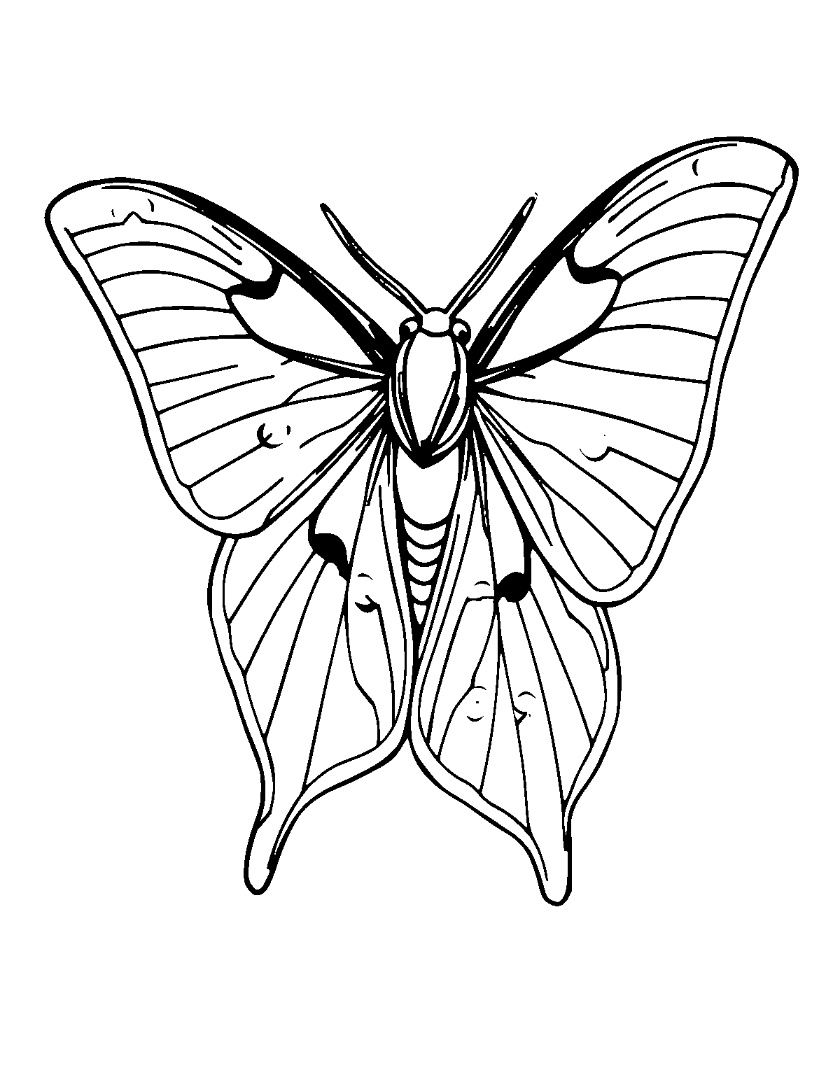Line-art coloring page of Luna Moth, medium outlines, centered