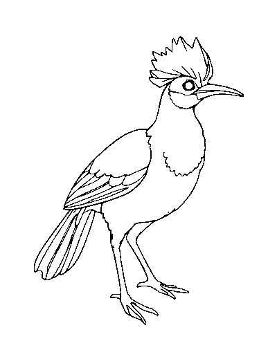 Lyrebird