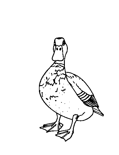 Mallard Duck