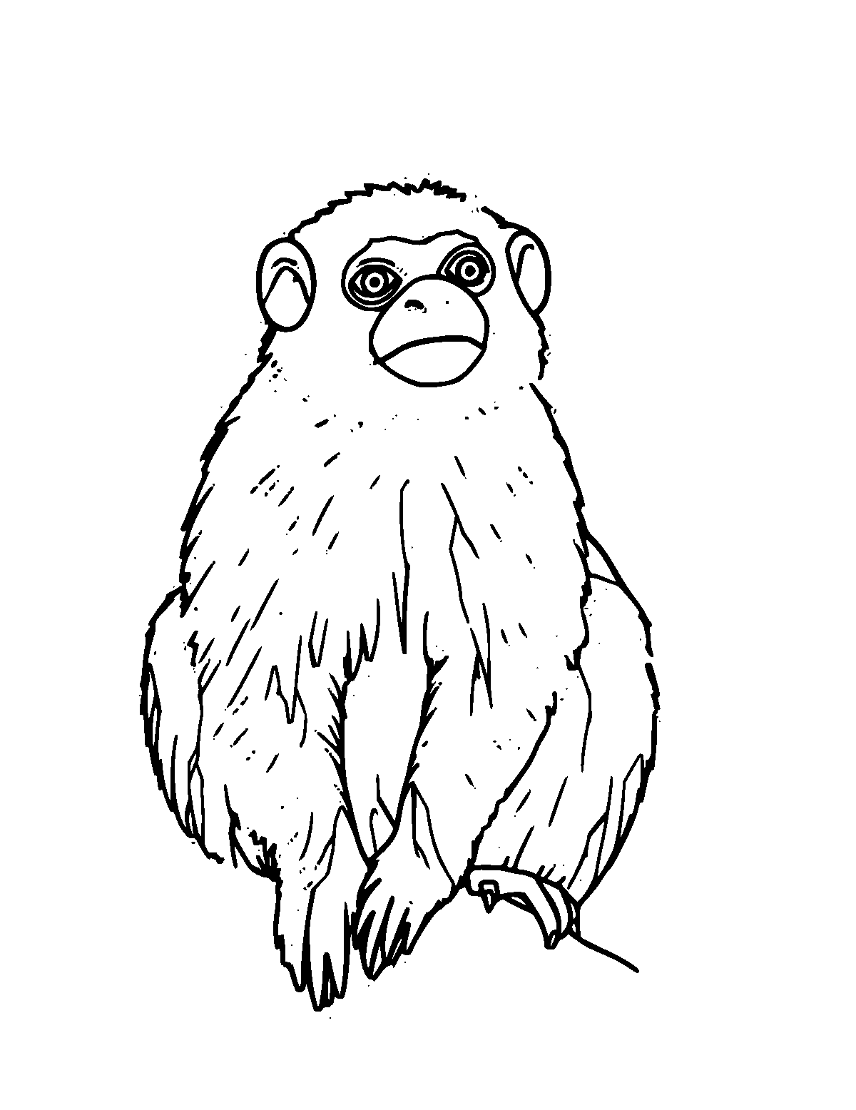 Line-art coloring page of Marmoset, medium outlines, centered