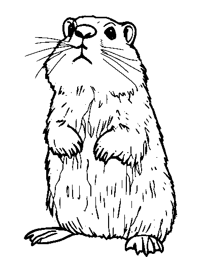 Marmot