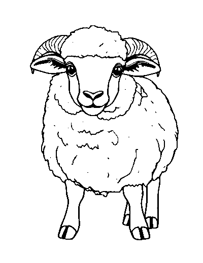 Merino Sheep