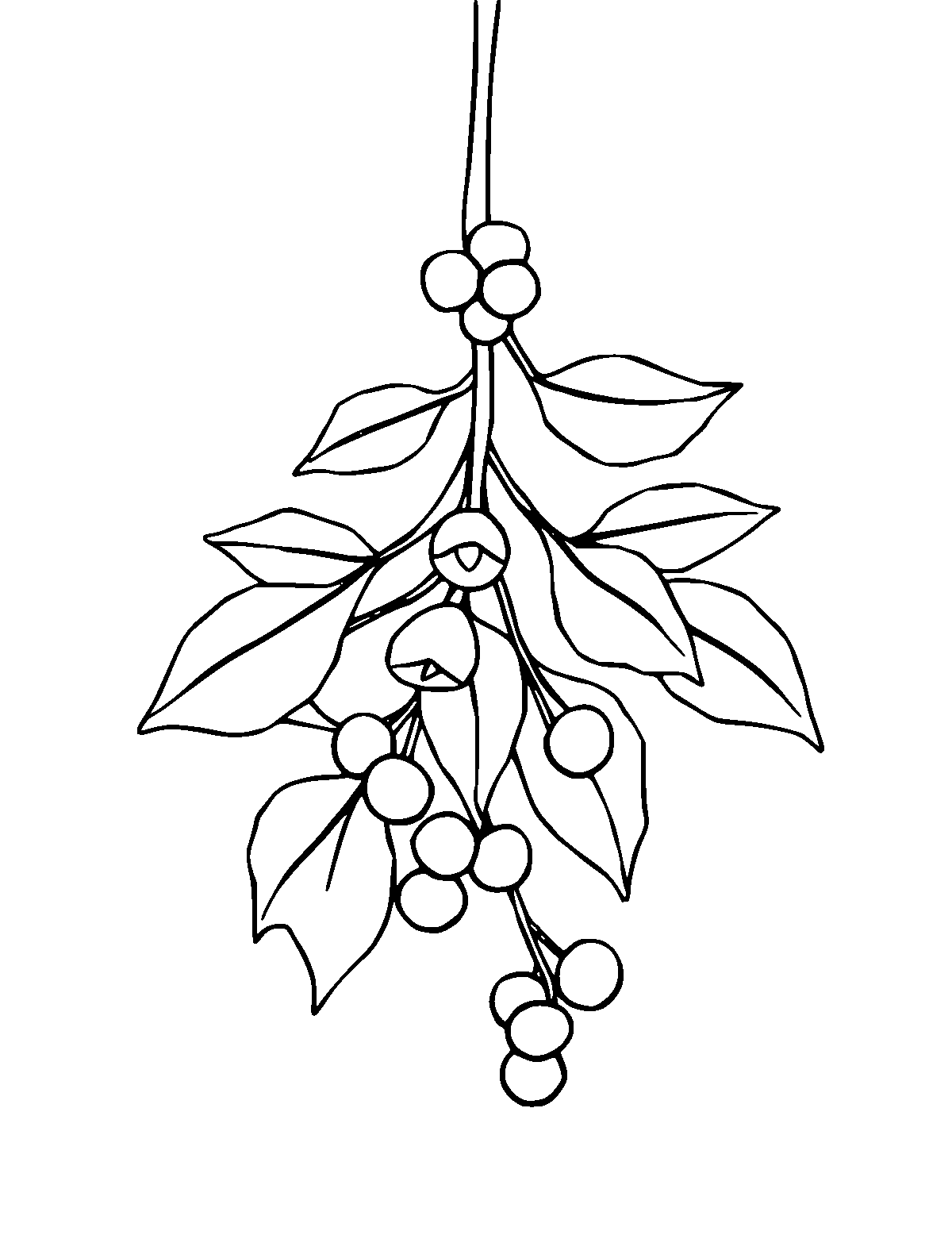 Line-art coloring page of Mistletoe, medium outlines, centered