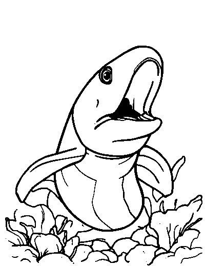 Moray Eel