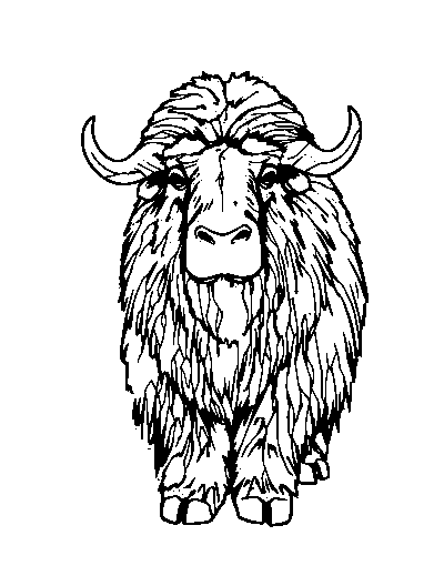 Musk Ox