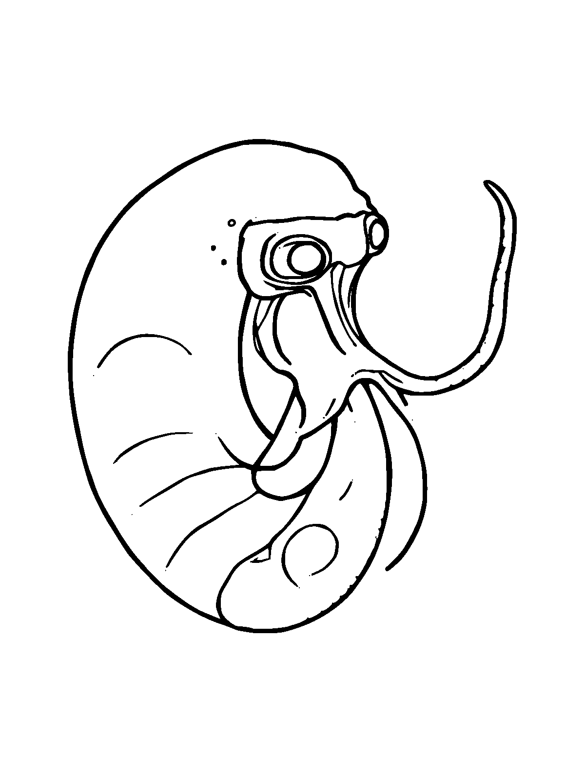 Line-art coloring page of Nautilus, medium outlines, centered