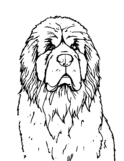 Newfoundland Dog