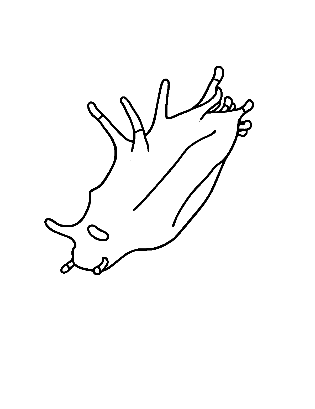 Line-art coloring page of Nudibranch, medium outlines, centered