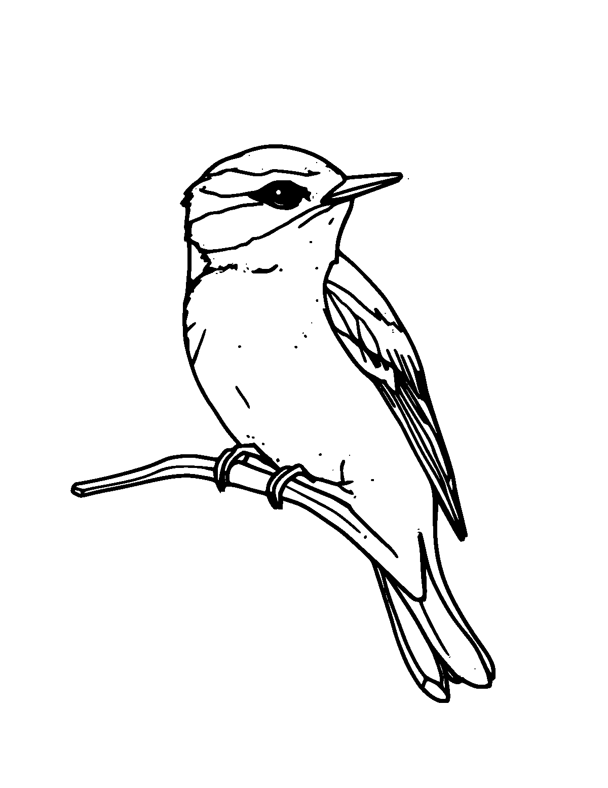 Line-art coloring page of Nuthatch, medium outlines, centered