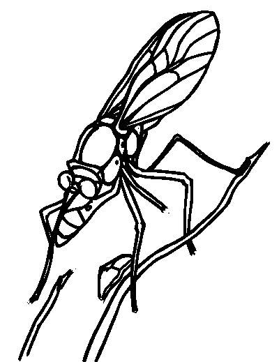 Nymph