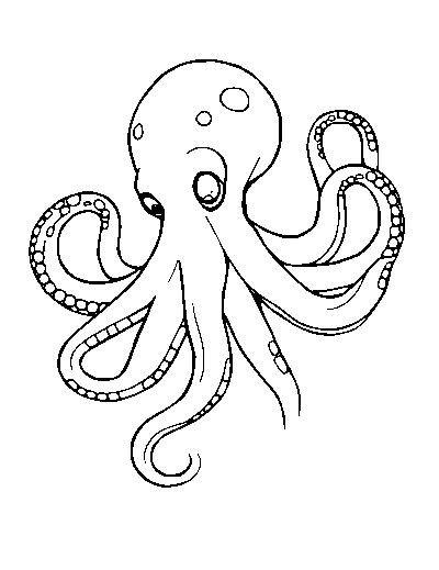 Octopus