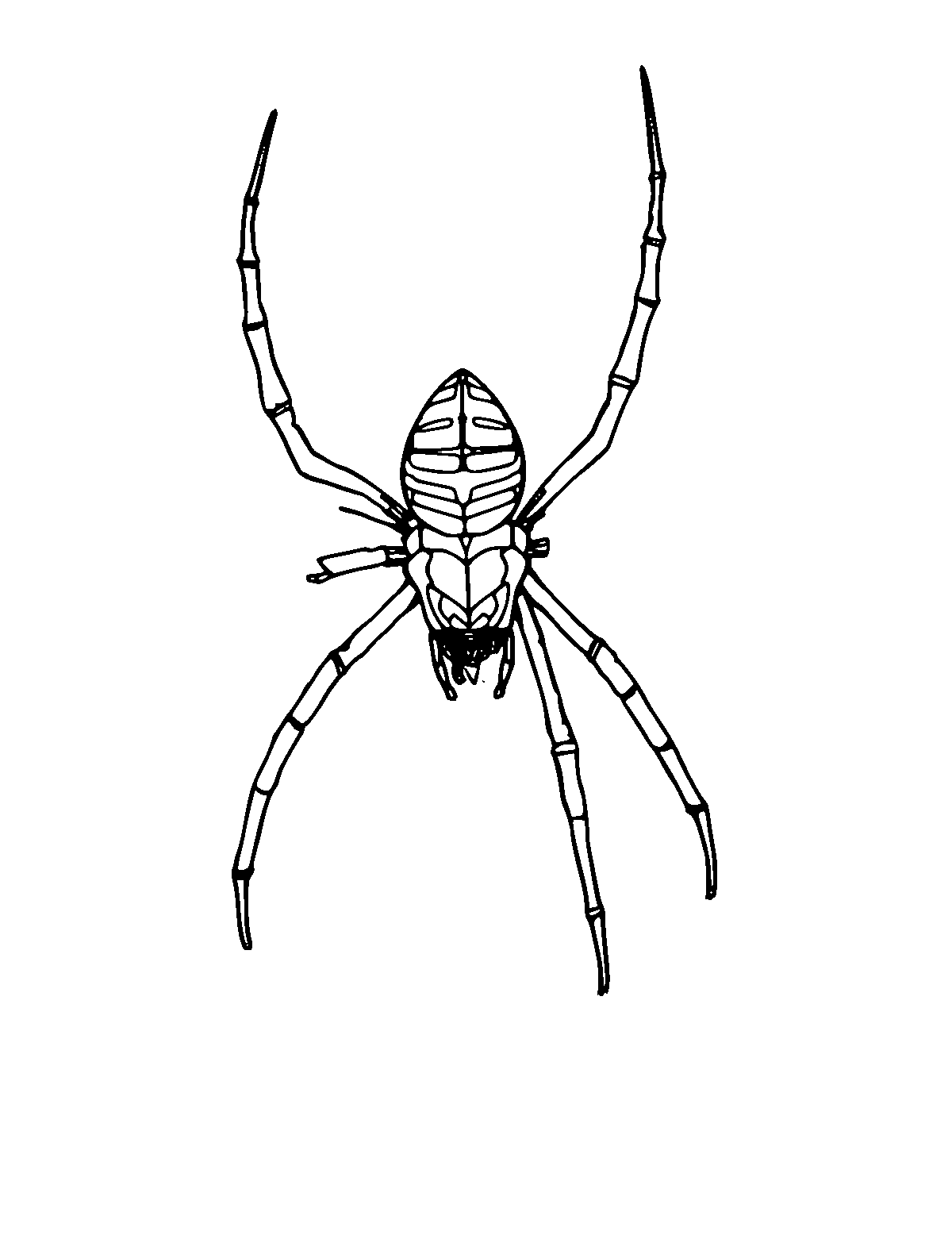 Line-art coloring page of Orb Weaver Spider, medium outlines, centered