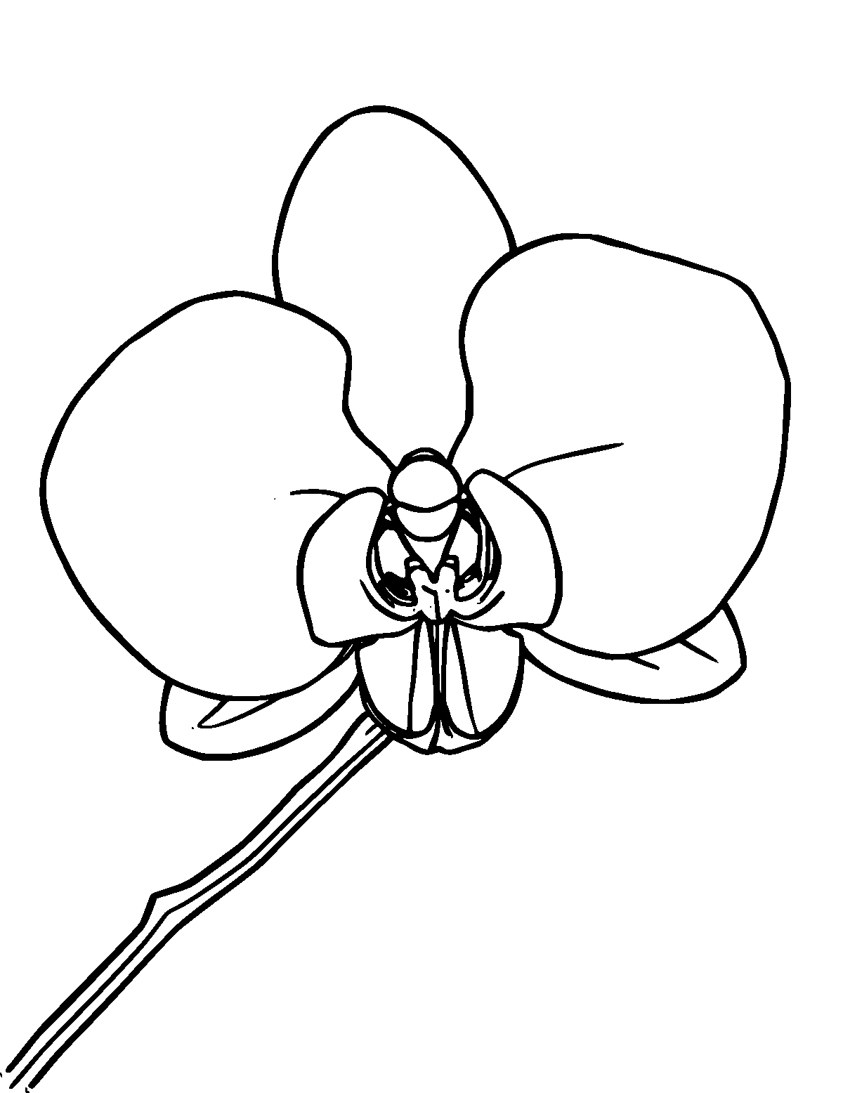 Line-art coloring page of Orchid, medium outlines, centered