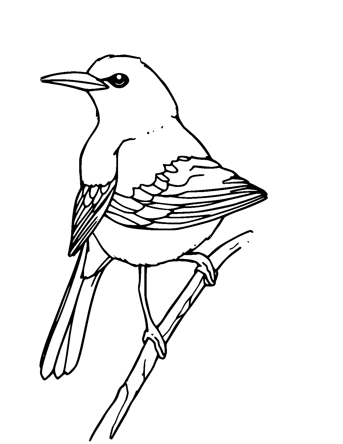 Line-art coloring page of Oriole, medium outlines, centered