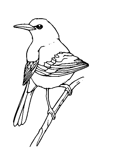 Oriole