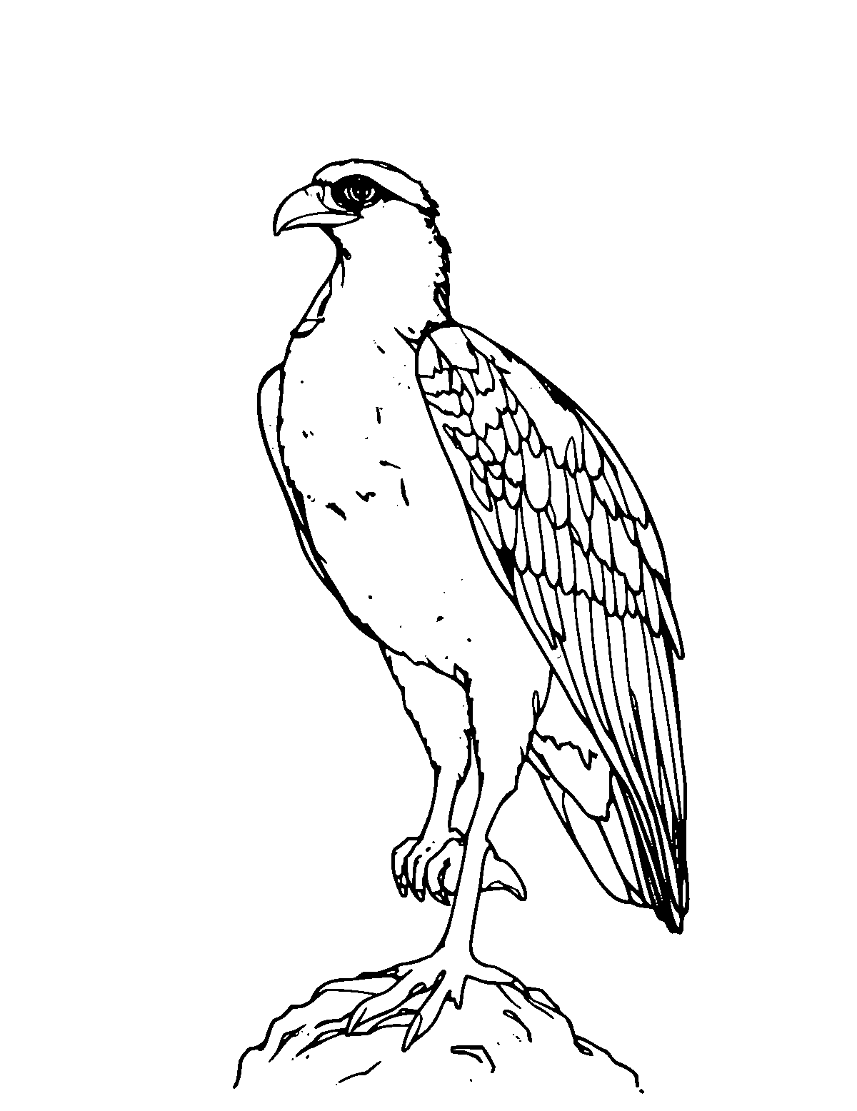 Line-art coloring page of Osprey, medium outlines, centered