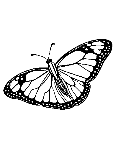 Painted Lady Butterfly