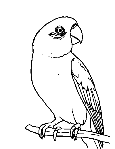 Parakeet