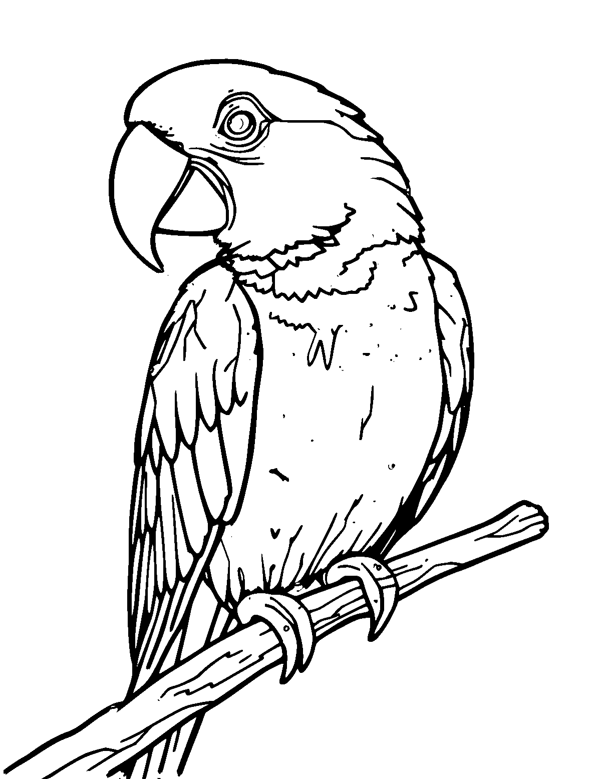 Line-art coloring page of Parrot, medium outlines, centered