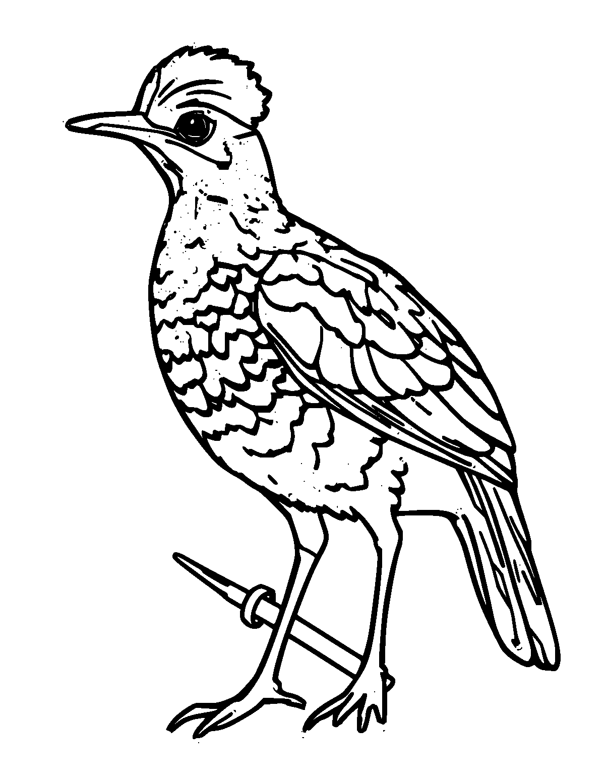 Line-art coloring page of Partridge, thick outlines, centered